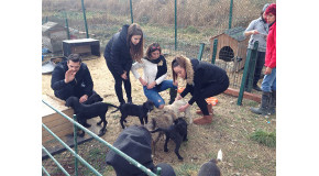 Shelter Animals Get Some Love From TDP Volunteers